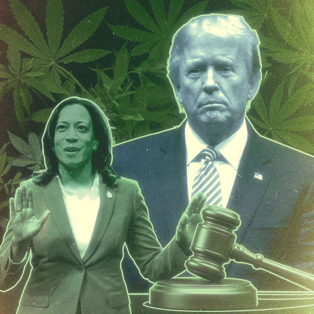 kamala trump flip flop marijuana stance