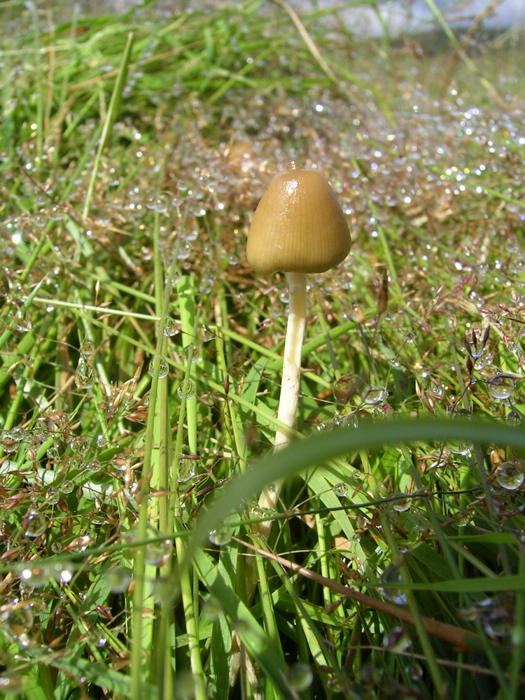 Psilocybe semilanceata